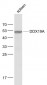 DDX19A Polyclonal Antibody